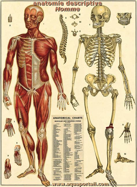 anatomie vlrengbr