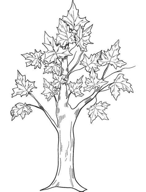 autumn leaves   park coloring page  printable coloring pages