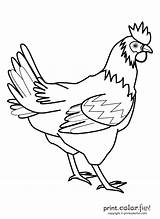 Rooster Color Printcolorfun Coloring Pages sketch template