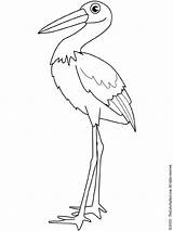 Stork Coloring Its Legs Feathers Nozzle Pages Baby Colouring sketch template