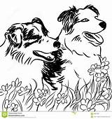 Collie Border Coloring Pages Field Dogs Flower Two Print Drawing Color Designlooter Getcolorings Printable 4kb 1300 Getdrawings Stock sketch template