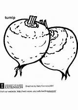 Turnip Coloring Drawing Getdrawings Spinach Large sketch template