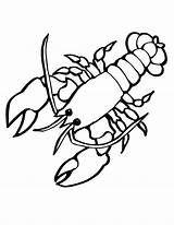 Lobster Coloring Pages Crayfish Drawing Outline Cute Sea Crawfish Animals Tattoo Silhouette Clipart Animal Kids Print Sheets Creatures Search Find sketch template