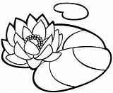 Coloring Waterlily Pages Colorkid Lily Nénuphar sketch template