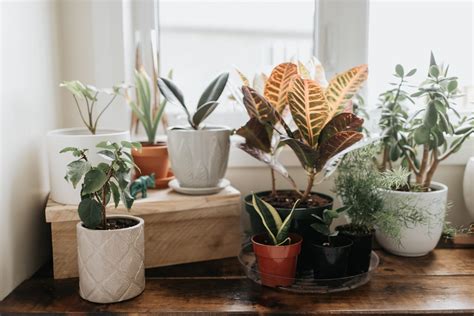 types  indoor plants