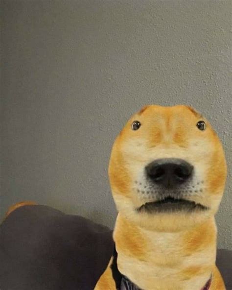 pin  ashi  doge cheems lucu