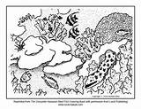 Reef Coloring Coral Great Barrier Fish Pages Drawing Ecosystem Color Ocean Kauai Sheets Kids Printable Drawings Getdrawings Getcolorings Popular 612px sketch template