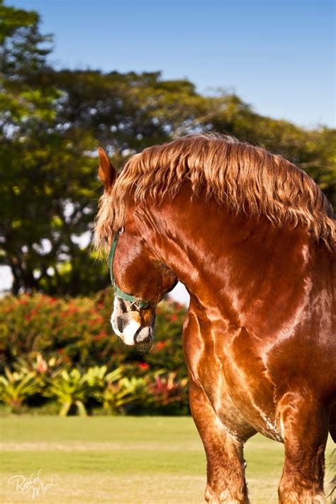 images  draft horses  pinterest stables palomino  equine art