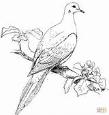 Coloring Dove Mourning Pages Bird Drawing Doves Birds Printable Perched Realistic Turtle Colouring Print Clip Supercoloring Kids Goose Wild Color sketch template