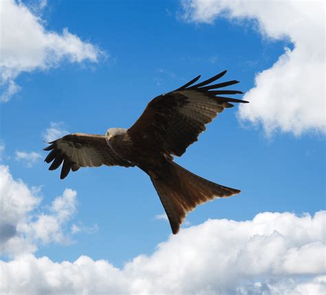 bird red kite flying  stock photo public domain pictures