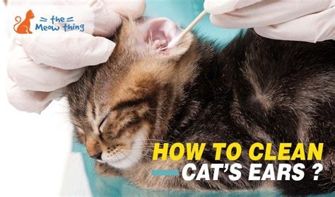 pin  sarahkeene themeowthing  health care tips clean cat ears