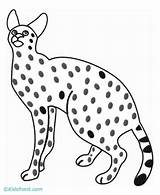 Caracal Coloring sketch template
