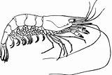 Prawn Shrimp Clipart Fish Coloring Udang Outline Crawfish Drawing Clip Prawns Tiger Transparent Giant Cartoon Vector Clipground Webstockreview Monochrome Photography sketch template