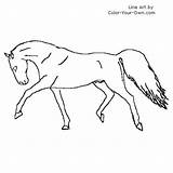 Stallion Warmblood Coloring Pages Prancing Index Prance Own Color sketch template