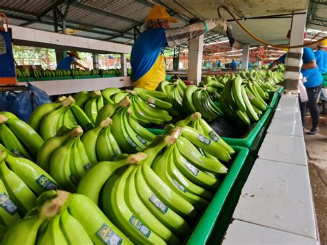 Exportadores De Banano Ecuatoriano Por Una Remontada En 2023