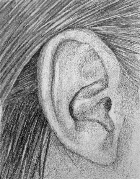 workings  sophie egler ear drawing