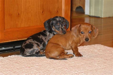 pin  schmad  wiener dogs weiner dog mini weiner dog wiener dog