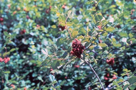fragrant sumac rhus aromatica deciduous shrubs cold stream farm