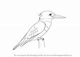 Kingfisher Drawing Draw Bird Birds Step Drawings Outline Kids Drawingtutorials101 Sketch Tutorials Learn Animals Patterns Sketches Sketching Paintingvalley Choose Board sketch template