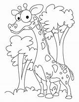 Coloring Pages Funny Giraffe Kids Printable Colouring Print Adults Giraffes Sheets Bird Animal Cute Popular Pdf Dog Books Choose Board sketch template
