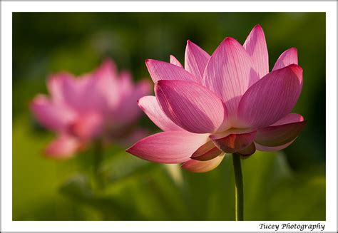 lotus tucey photography