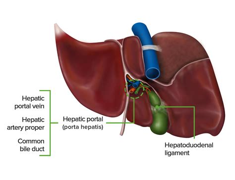 diagram  liver  diagram  liver anatomy   vectors