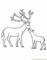 Deer Reh Hirsch Hert Kleurplaten Herten Bestcoloringpagesforkids Ausmalbild Mammals sketch template