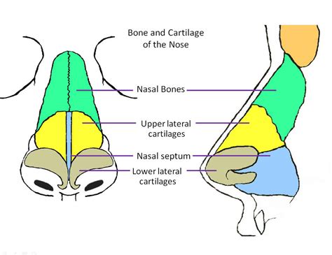human anatomy nose diagram health images reference