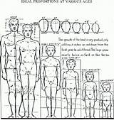 Proportions Human Drawing Figure Loomis Anatomy Ideal Andrew Draw Ages Drawings Body Heads Various Head Children Boy Reference Size Adults sketch template
