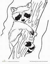 Raccoon Coloring Baby Raccoons Racoon Pages Drawing Drawings Worksheet Animal Line Printable Animals Colouring Education Craft Babies Wood Patterns Tree sketch template