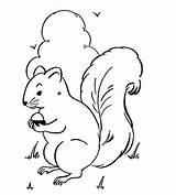 Squirrel Coloring Pages Printable Kids sketch template