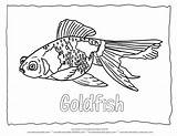 Goldfish Coloringhome sketch template