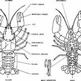 Crayfish Organs Anatomy Ventral Dorsal Schematic Diagram Musculature sketch template