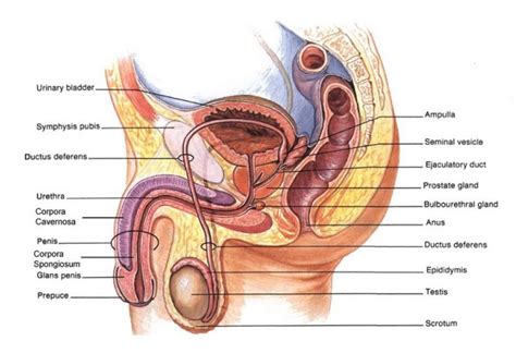 Anatomi Dan Fungsi Organ Reproduksi Wanita Dan Pria