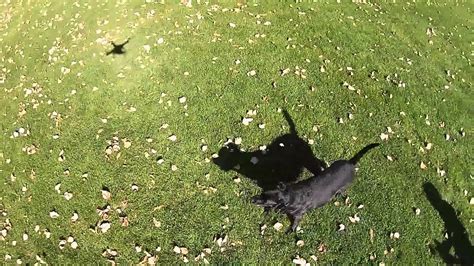 dog plays  drone youtube