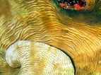 Afbeeldingsresultaten voor "agaricia Grahamae". Grootte: 143 x 106. Bron: reefguide.org