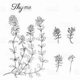 Tomillo Thyme Timo Illustrazione Isolate Foglie Leaves Disegnato Aisladas Rama Handarbeiten Line Pianta Curativa sketch template