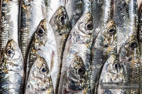 full frame image  pile  dead fish  row seafood silver color stock photo