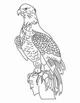 Coloring Adler Aquila Reale Eagles Disegni Ausmalbild Aquile Colorare Coloringhome Letzte Scaricare sketch template