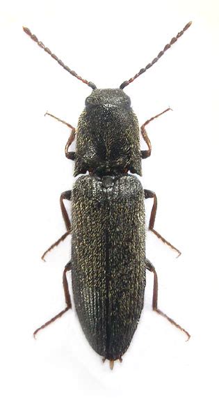 Elateridae Agriotes Gallicus