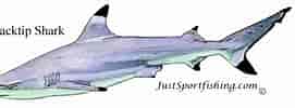 Image result for Blacktip Shark Identification. Size: 271 x 100. Source: balisharks.com