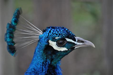 Peacock Head Blue · Free Photo On Pixabay