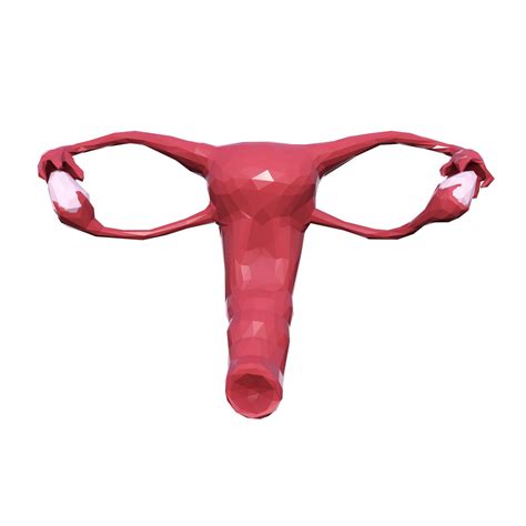 3d Asset Female Reproductive System Cgtrader