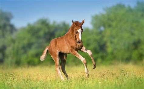 costs       foal bandalero ranch  state