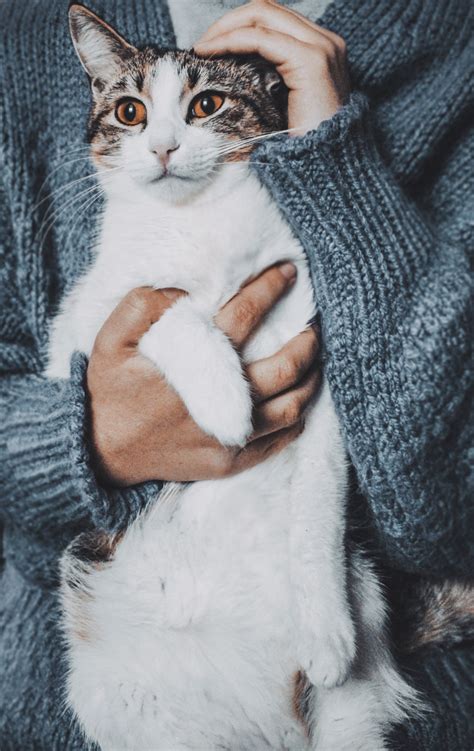 person holding cat  stock photo