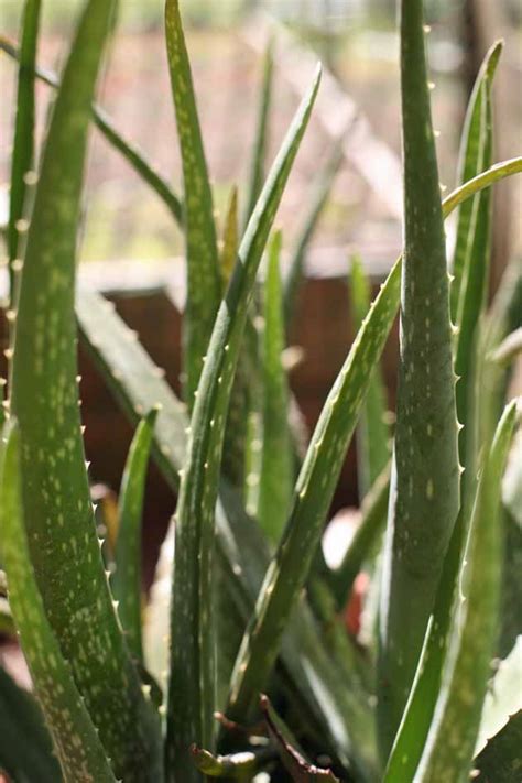 Aloe Vera Plant Care And Uses Lady Lee S Home