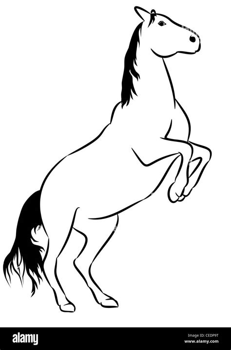 wild horse  drawing stock photo alamy