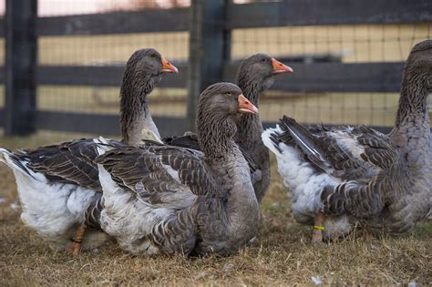 toulouse geese heritage poultry conservancy