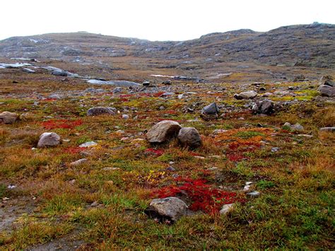 canadian arctic tundra wikipedia