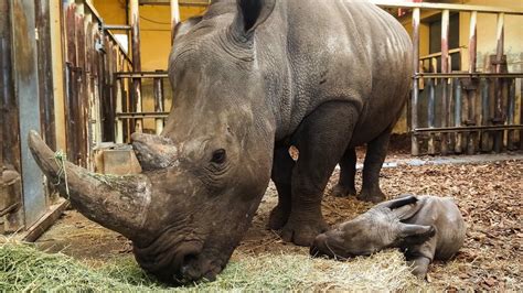 zeldzame witte neushoorn geboren  safaripark beekse bergen rtl nieuws